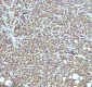Anti-TRIM25 Monoclonal Antibody